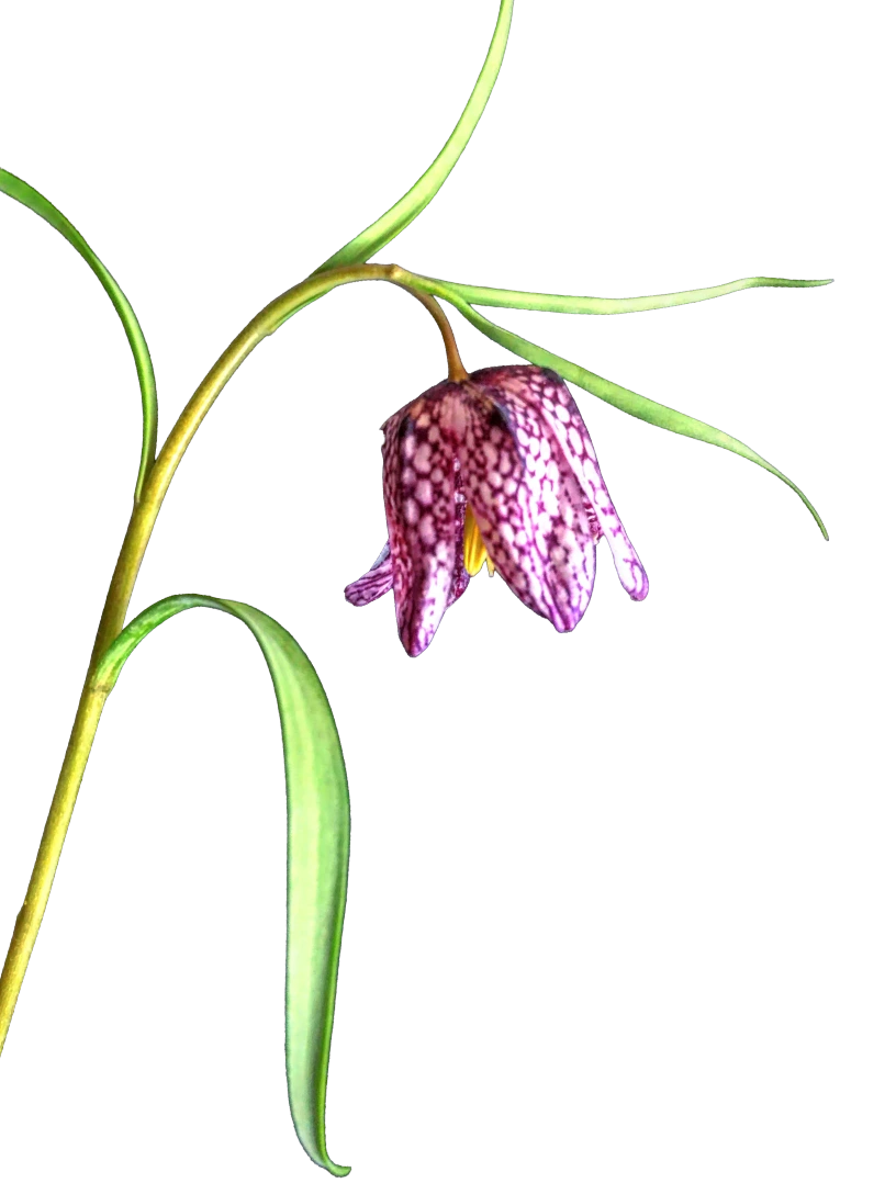 Single fritillaria meleagris bloom with purple and white checkered, bell-shaped petals on a slender curved stem against a dark background.